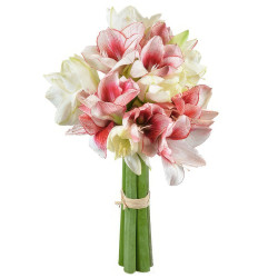 Амариллис ассорти из красного и белого