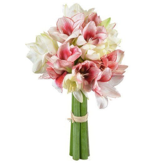 Амариллис ассорти из красного и белого