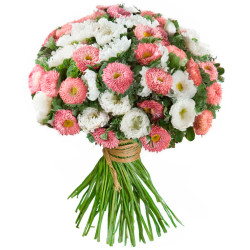 Астра ассорти из розовой и белой