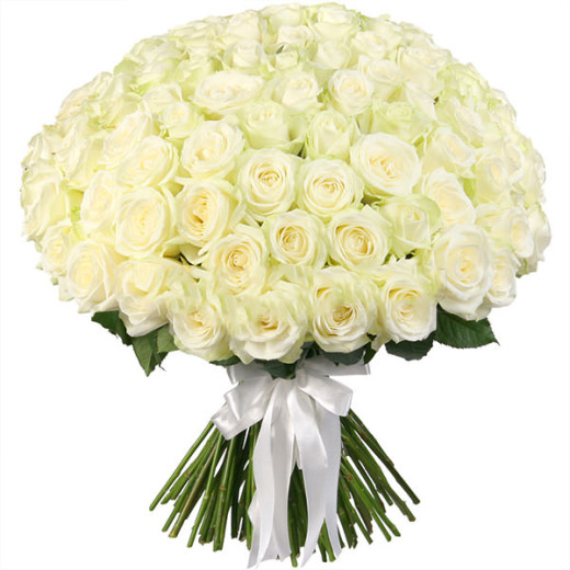 Российская роза белая