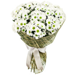 Букет из белых хризантем «Чистый шарм»