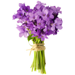 Букет фиалок «Сиреневое чудо»