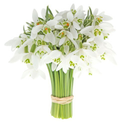 Букет с подснежниками «Снежный Вальс»