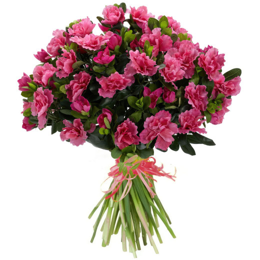 Букет азалий «Утренний румянец»