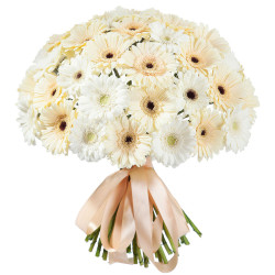 Гербера ассорти из белой и бежевой