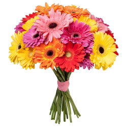Гербера ассорти из желтой, розовой, фиолетовой, красной и оранжевой