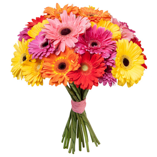 Гербера ассорти из желтой, розовой, фиолетовой, красной и оранжевой