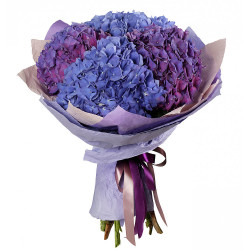 Гортензия ассорти из фиолетовой и синей