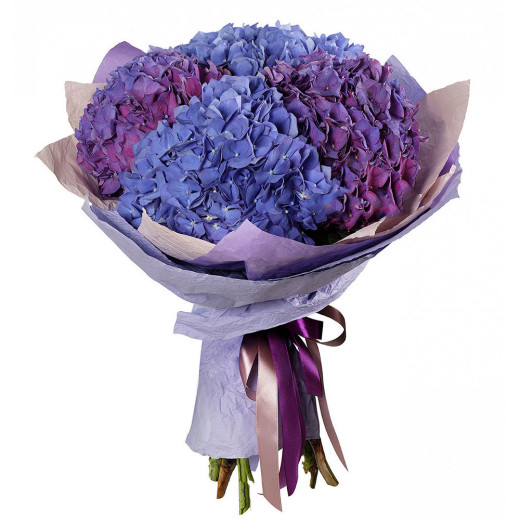 Гортензия ассорти из фиолетовой и синей