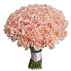 Гвоздика светло-розовая