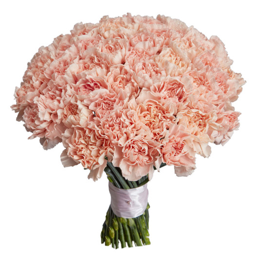 Гвоздика светло-розовая