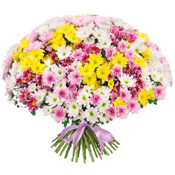 Кустовая хризантема ассорти из розовой, белой, желтой и фиолетовой