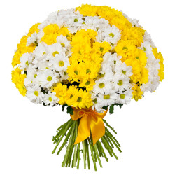 Кустовая хризантема ассорти из желтой и белой