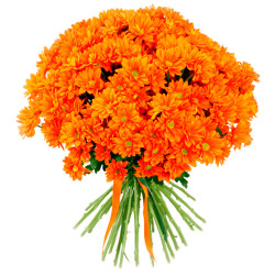 Кустовая хризантема оранжевая