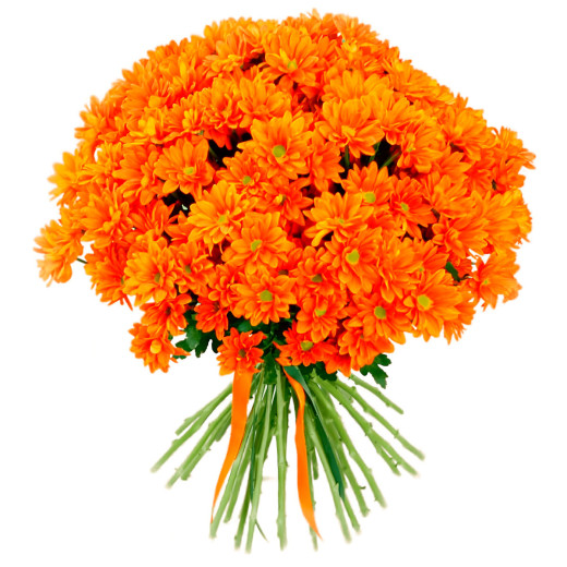 Кустовая хризантема оранжевая