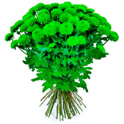 Кустовая хризантема зеленая