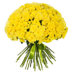 Кустовая хризантема желтая