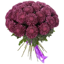 Одноголовая хризантема бордовая