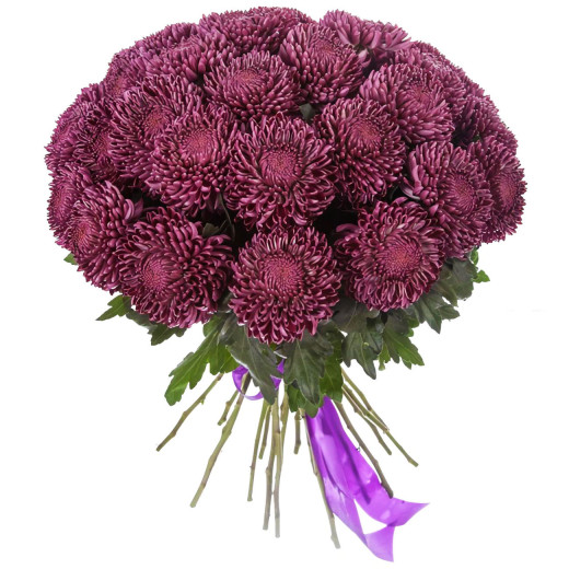 Одноголовая хризантема бордовая