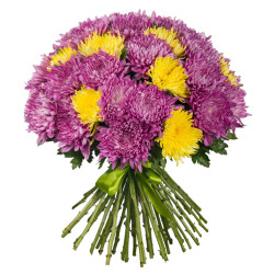 Одноголовая хризантема ассорти из желтой и фиолетовой