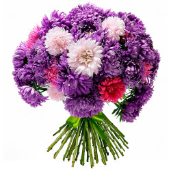 Одноголовая хризантема ассорти из сиреневой, белой и розовой