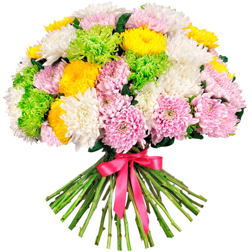 Одноголовая хризантема ассорти из розовой, белой, желтой и зеленой