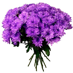 Одноголовая хризантема сиреневая