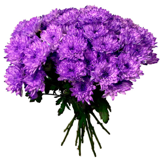 Одноголовая хризантема сиреневая