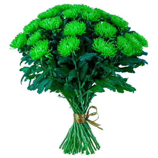 Одноголовая хризантема зеленая