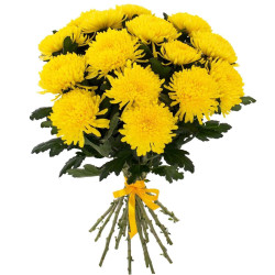 Одноголовая хризантема желтая