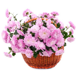 Корзина с хризантемами «Сиреневая нежность»