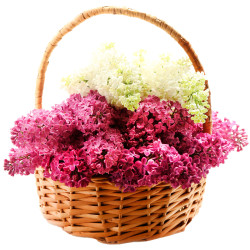 Корзина с сиренью «Весенняя сказка»