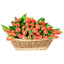 Корзинка с тюльпанами «Оранжевый восторг»