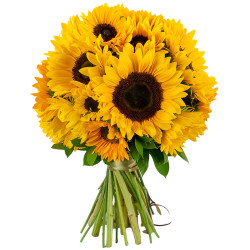 Подсолнух полевой