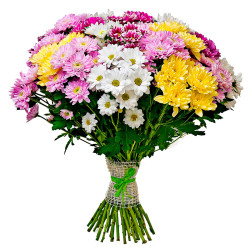 Ромашка ассорти из розовой, белой, желтой и сиреневой