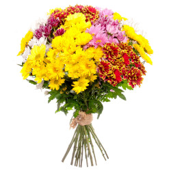 Ромашка ассорти из белой, розовой, желтой, сиреневой и красной