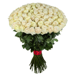 Эквадорская роза белая