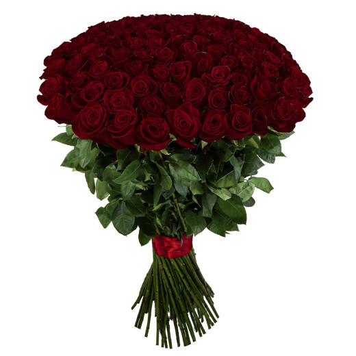 Эквадорская роза бордовая