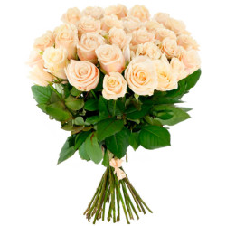 Эквадорская роза кремовая