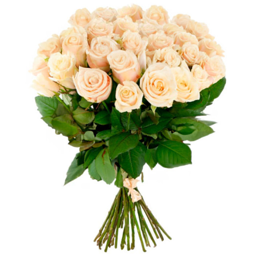 Эквадорская роза кремовая