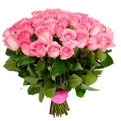 Эквадорская роза розовая