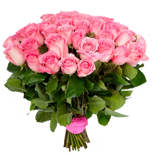 Эквадорская роза розовая