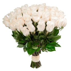 Голландская роза белая