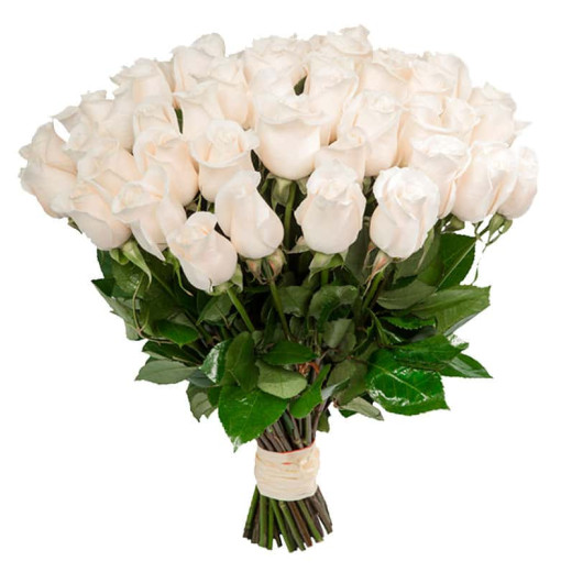 Голландская роза белая