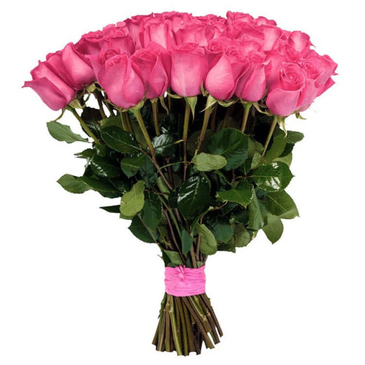 Голландская роза розовая