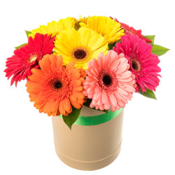 Шляпная коробка с герберами «Солнечный вихрь»