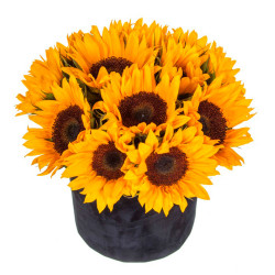 Подсолнухи в шляпной коробке «Солнечный заряд»