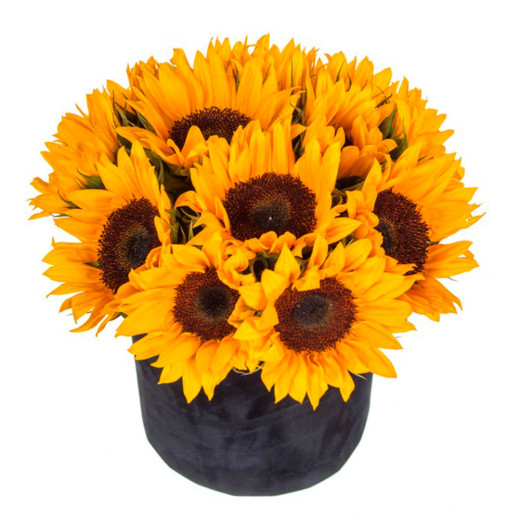 Подсолнухи в шляпной коробке «Солнечный заряд»