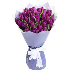 Тюльпан фиолетовый