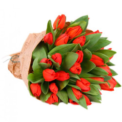 Тюльпан красный